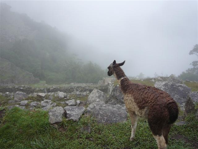 Travel - Peru - Machu Picchu - Heading Up